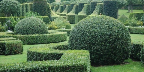 Striženje šimšira u proljeće i jesen
